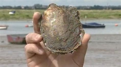 Thames Estuary Oyster Beds Close As Numbers Plunge Bbc News