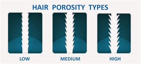 High Porosity Hair Vs Low Porosity Hair Curlsqueen