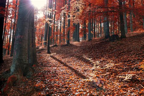 Forest P Sun Rays Sun Rays Autumn Fallen Leaves Hd Wallpaper