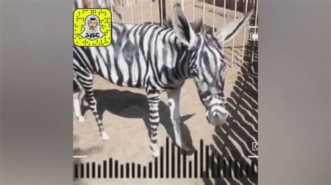 Video Egyptian Zoo Accused Of Bad Paint Job By Coloring Donkeys To Look