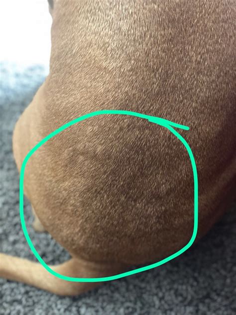 My Dog Has Bumps On The Left Side Of Her Back And Under Her Coat What