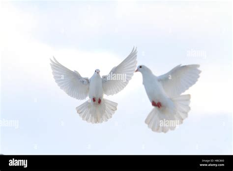 White Doves In Flying Hi Res Stock Photography And Images Alamy