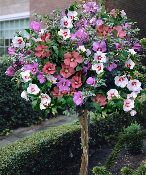 Cottage Farms Direct Rose Of Sharon Braided Tree Zulily Flowers