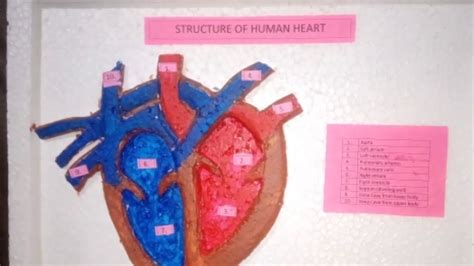 Human Heart 3d Model School Science Project Model For Students I Easy