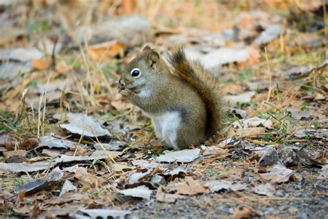 Squirrel Free Stock Photo Public Domain Pictures