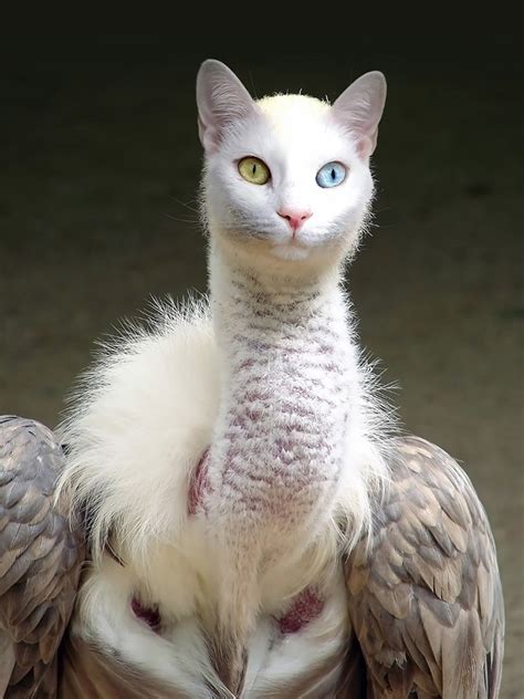 Unusual Cat And Bird Hybrids Bred In Photoshop