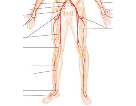 Understanding the structure and function of arteries, capillaries and veins in higher human biology. Major Arteries of Lower Systemic Circulation