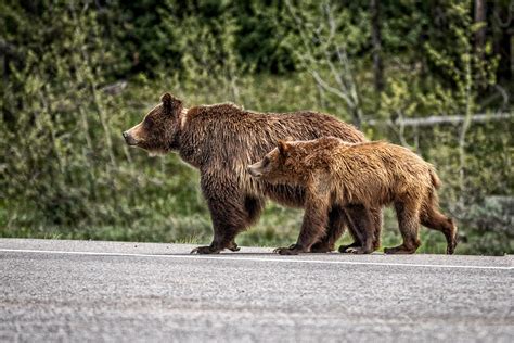In Search Of Grizzly Bears In Grand Teton National Park Resource Travel