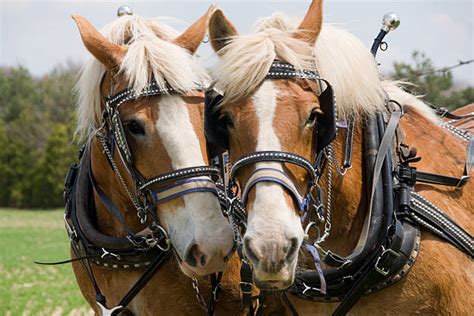 Draft Horse Stock Photos Pictures And Royalty Free Images Istock
