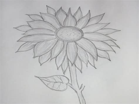 Rappresentazione per mezzo di linee e segni tracciati con matite, pastelli ecc., di oggetti, persone o luoghi, reali o immaginari: Sunflower Pencil Sketch at PaintingValley.com | Explore ...