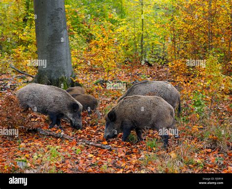 Wild Boar Pig Wild Boar Sus Scrofa Sounder In Autumn Forest