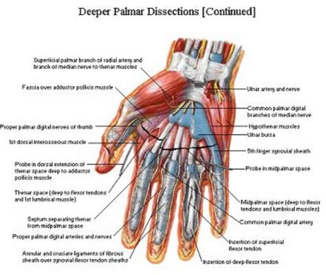 Palmer Aspect Of The Hand And Wrist Netter Anatomy And Physiology