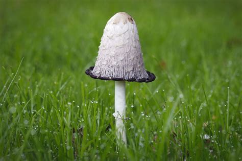 All The Types Of Edible Mushrooms Explained With Pictures Tastessence