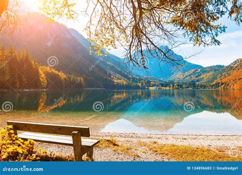 Bench Under The Tree On The Shore Of Lake In Alps Austria Stock Image