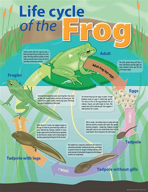 Life Cycle Poster Frog