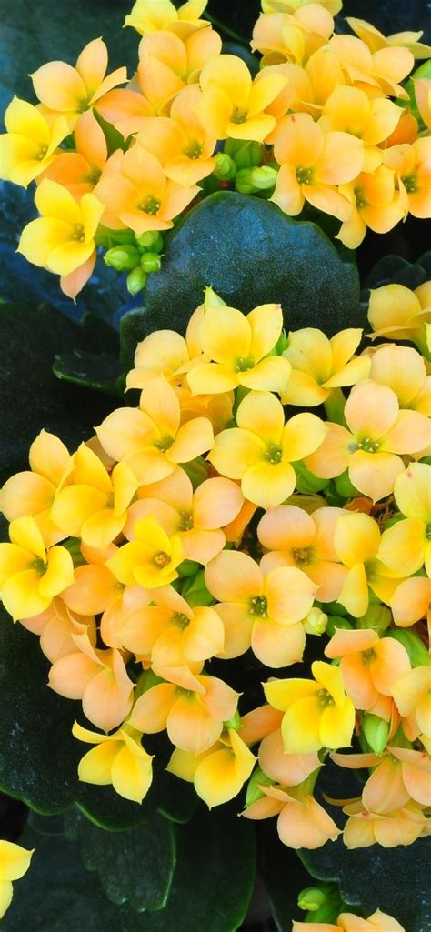 Yellow Kalanchoe Flowers 1080x1920 Iphone 8766s Plus Wallpaper