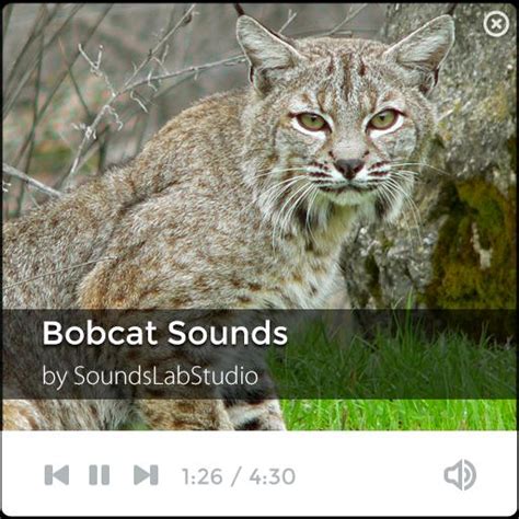 Bobcat Sounds Mp3