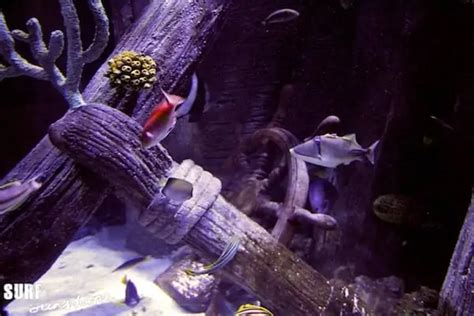 Sea Life Aquarium Legoland A Wondrous Discovery