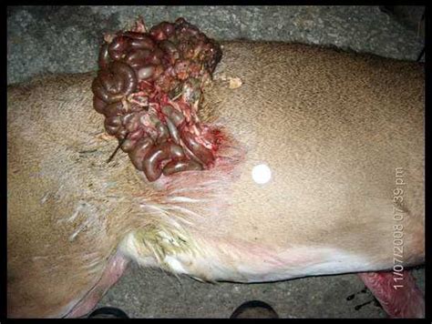 Skip to main search results. Rage Broadheads