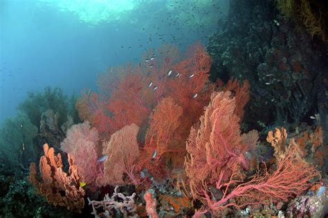 Coral Reef Raja Ampat Indonesia Photograph By Ethan Daniels Fine