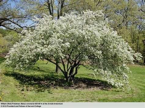 Photo Of The Entire Plant Of Sweet Crabapple Malus Coronaria Posted
