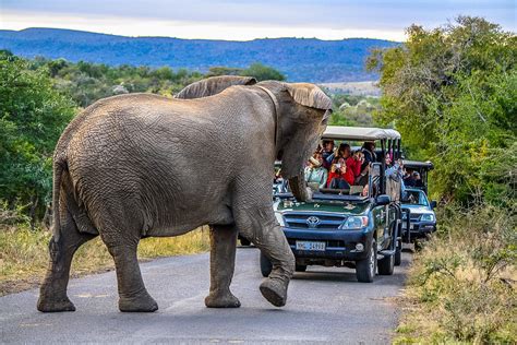 14 day cape town and kwazulu natal safari tour package hluhluwe game reserve