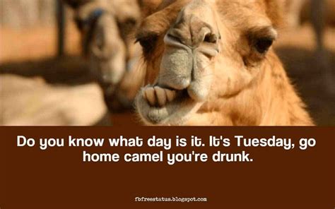 Here are some humorous insights to make you feel even better about your favorite day of the week! Happy & Funny Tuesday Quotes With Images, Pictures | Tuesday quotes, Tuesday quotes funny, Happy ...