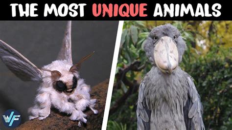 10 Most Unique Animals In The World Youtube