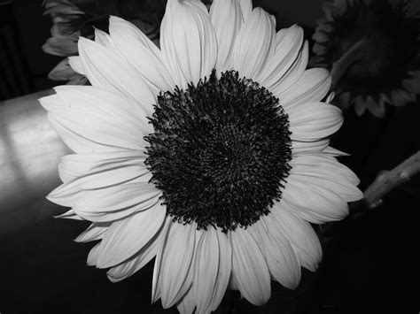 Black &amp; White Sunflower Photos | Literary Spring Designs