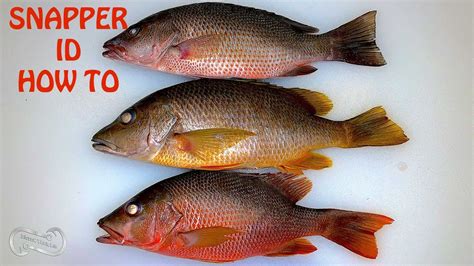 Florida Inshore Snapper Species Id And Regulations Guide Youtube