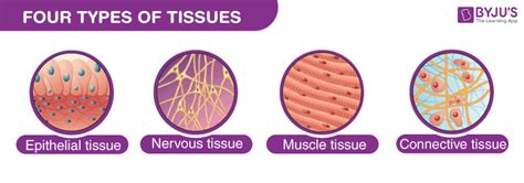 Tissues An Overview Of Tissues Its Types And Functions