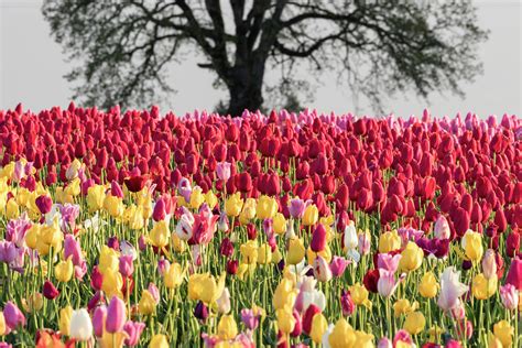 Tulip Field Woodburn Oregon Photograph By William Sutton Pixels