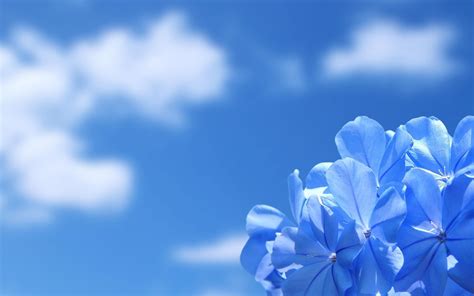 We've shipped over 1 million items worldwide for our 500,000+ artists. FREE 20+ Blue Flower Backgrounds in PSD | AI | Vector EPS