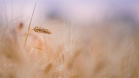 Wheat 4k Wallpapers For Your Desktop Or Mobile Screen Free And Easy To