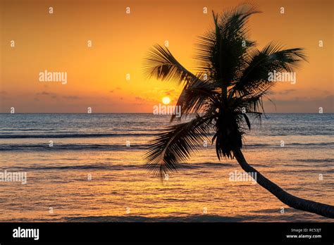 Coco Palm At Sunset Over Tropical Beach In Caribbean Sea Stock Photo