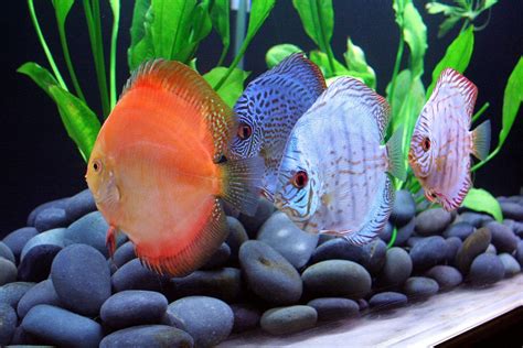 Discus Tropical Fish Wallpapers Hd Desktop And Mobile