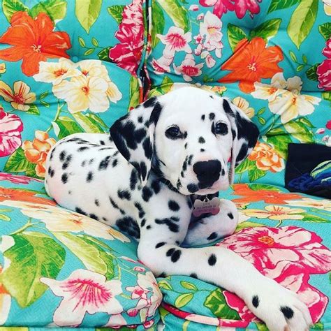 Instagram Photo By Dalmatian Lovers May 31 2016 At 715pm Utc