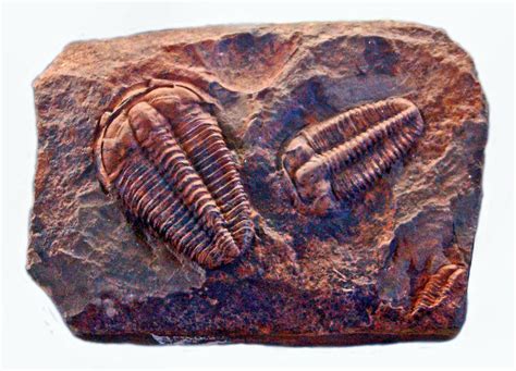 A Collection Of Cambrian Fossils Smithsonian Ocean