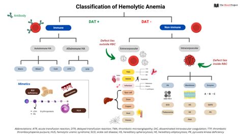 Classification Of Hemolytic Anemia The Blood Project
