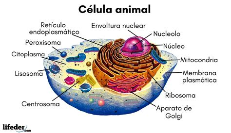 Teoría Relajante Burlarse De Todos Los Nombres De La Celula Animal