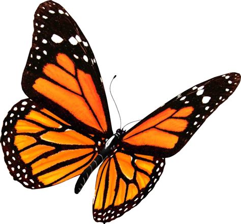 On pngtree, you can find 1540000+ transparent free clipart images and download free. Download Flying Butterflies Png Transparent Image ...