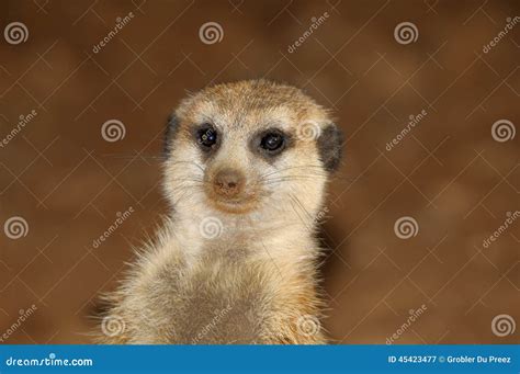 Meerkat Portrait Stock Image Image Of Scout Mongoose 45423477