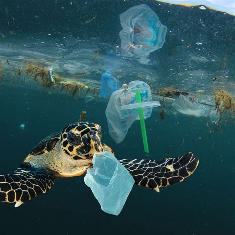 Plastik Im Meer Herkunft Folgen And Lösungen Salzwasser