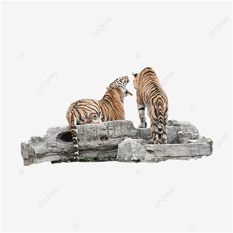 Fierce Attack Siberian Tiger Siberian Tiger Ferocious Cats Png