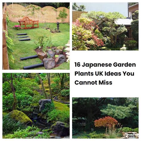 16 Japanese Garden Plants Uk Ideas You Cannot Miss Sharonsable