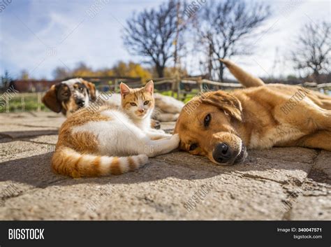 Dog Cat Play Together Image And Photo Free Trial Bigstock