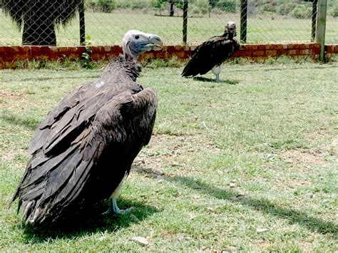 Endangered Vultures Return Home Kormorant