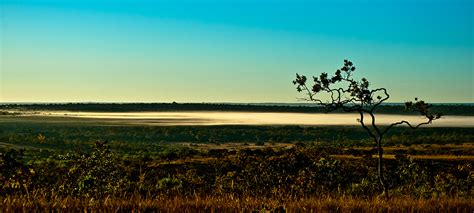 De Pé O Cerrado Vale Mais Salve O Cerrado Wwf Brasil