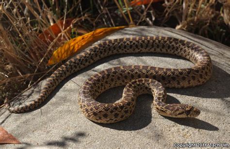 Pacific Gopher Snake Pituophis Catenifer Catenifer