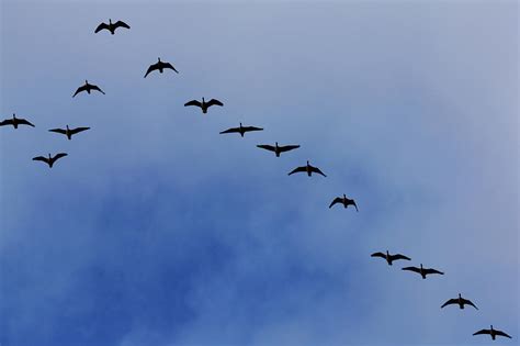 Canada Geese Flying In Formation By Martin Child